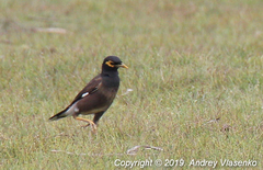 Acridotheres tristis