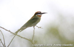 Merops superciliosus superciliosus