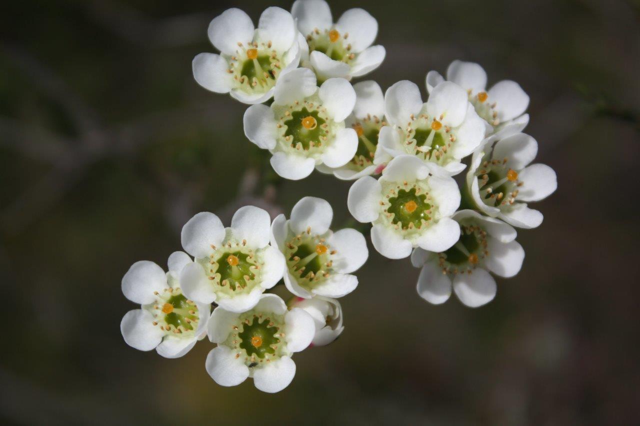 Chamelaucium
