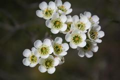 Chamelaucium megalopetalum