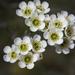Waxflowers - Photo (c) keenasfish, some rights reserved (CC BY-NC), uploaded by keenasfish