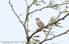 Cisticola cherina