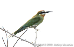 Merops superciliosus superciliosus