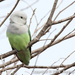 Blue-washed Grey-headed Lovebird - Photo (c) Andrey Vlasenko, some rights reserved (CC BY-NC), uploaded by Andrey Vlasenko