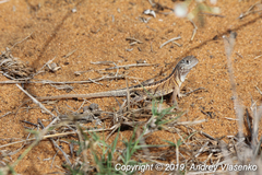 Chalarodon madagascariensis