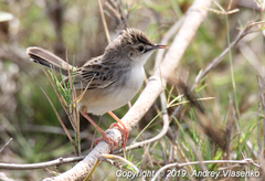 Cisticola cherina