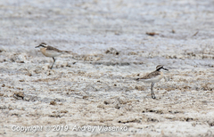 Charadrius pecuarius