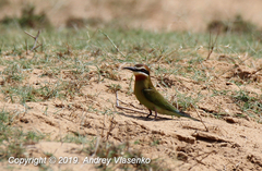 Merops superciliosus superciliosus
