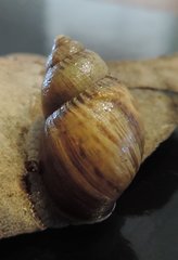 Bothriembryon brazieri