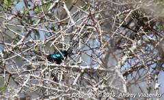 Cinnyris sovimanga apolis