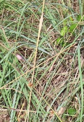 Urelytrum agropyroides