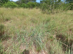 Urelytrum agropyroides