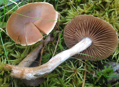 Cortinarius