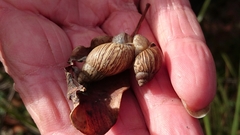 Bothriembryon brazieri