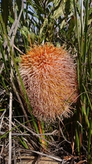 Banksia baueri