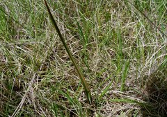 Thelymitra longifolia