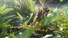 Kennedia nigricans