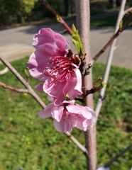 Prunus persica nucipersica