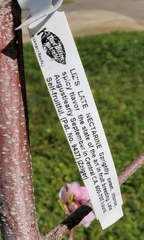 Prunus persica nucipersica