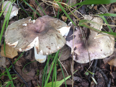 Russula