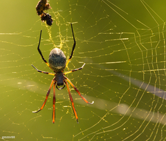 Trichonephila sexpunctata
