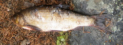 Leuciscus idus