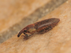 Lixus cinerascens