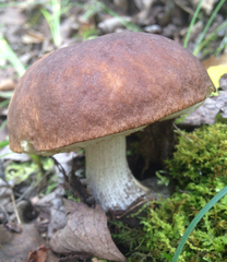 Leccinum