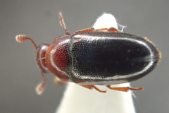 Dacne bipustulata
