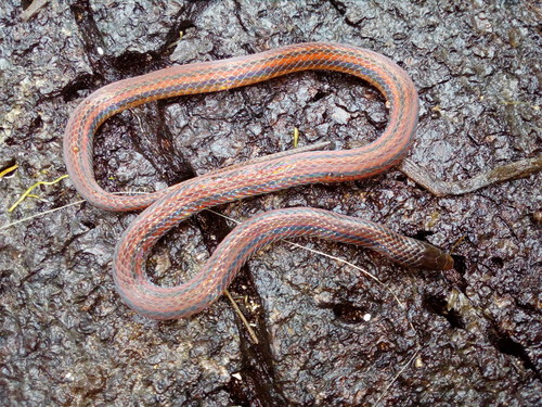 Photo of a Middle American Burrowing Snake (quadrivirgatum) (Adelphicos quadrivirgatum)