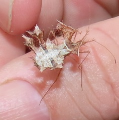 Pephricus