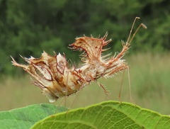 Pephricus