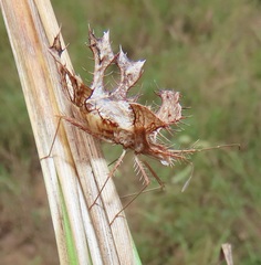 Pephricus