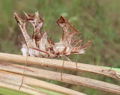 Pephricus