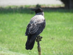 Corvus cornix