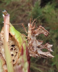 Pephricus