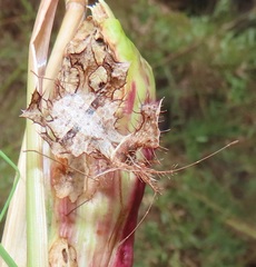 Pephricus