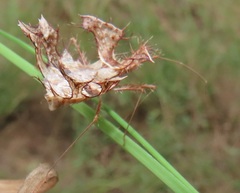 Pephricus