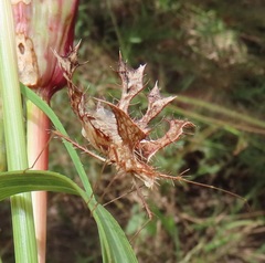 Pephricus