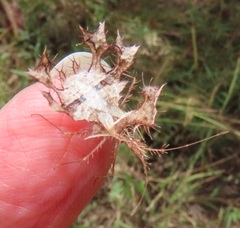 Pephricus