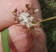 Pephricus