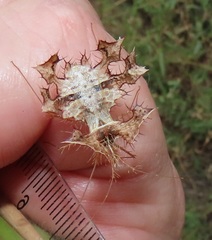 Pephricus