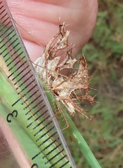 Pephricus