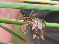 Pephricus
