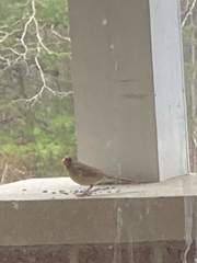 Cardinalis cardinalis