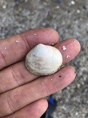 Semele proficua
