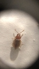 Atomaria lewisi