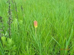 Kniphofia linearifolia
