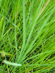 Kniphofia linearifolia