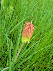 Kniphofia linearifolia